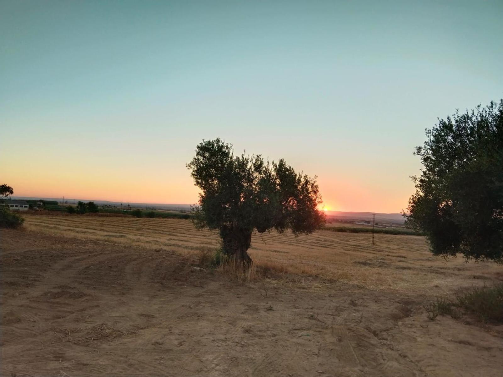 Casa Rural Cerro Campon 카르모나 외부 사진